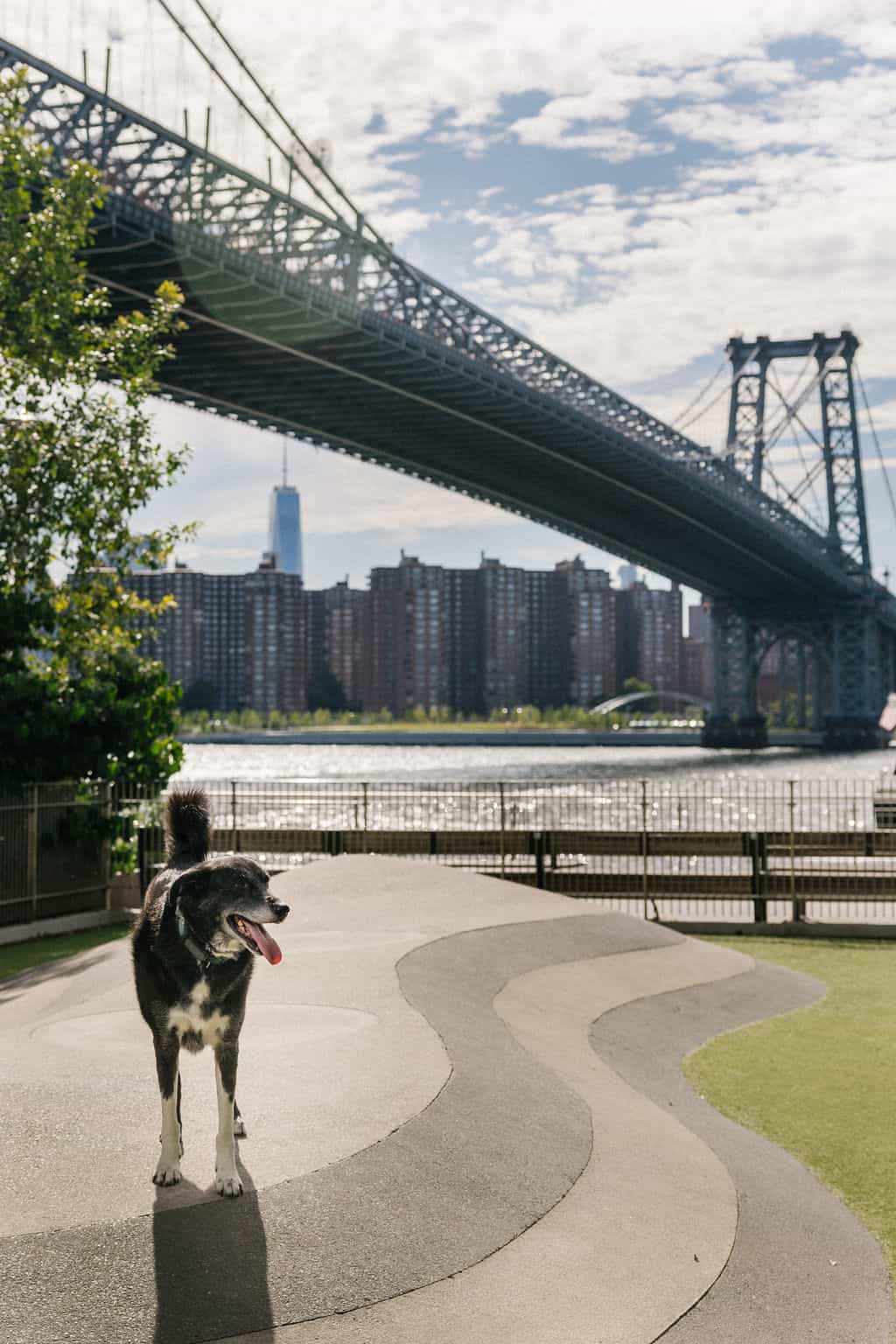 1 South 1 Street #18E, Brooklyn, NY 11249 5